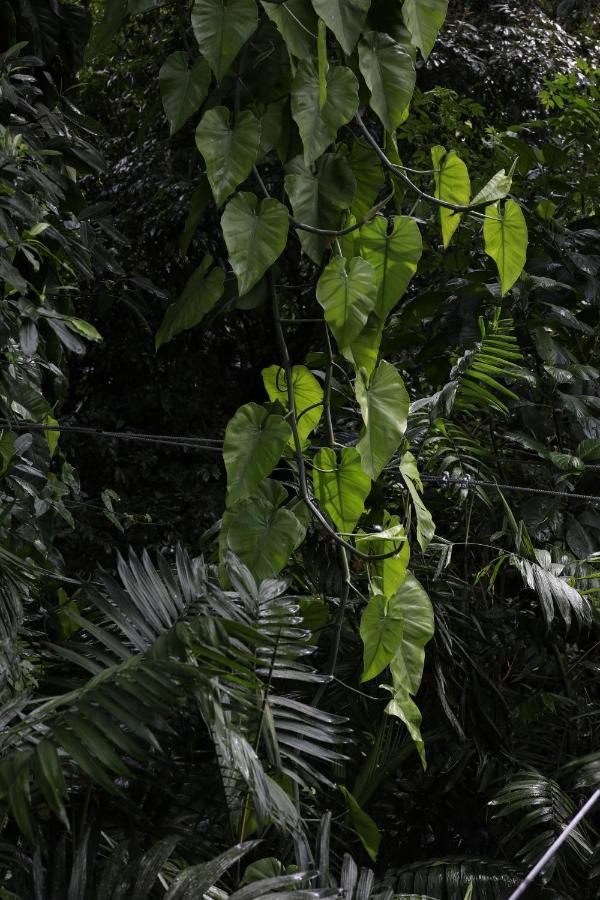 Jade Jungle Resort Teakettle Village Luaran gambar